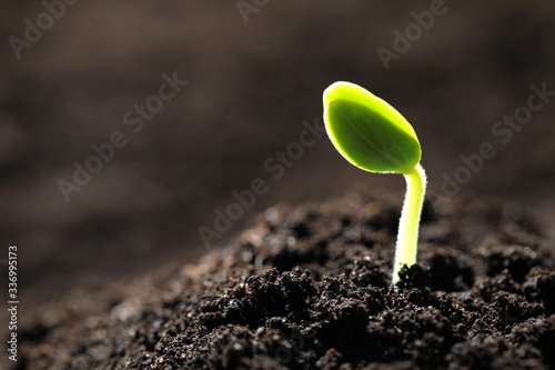 Obraz na plátně Little green seedling growing in soil, closeup. Space for text