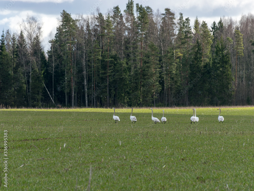 spring landscape with green cereal field and white swans spring landscape with green cereal field and white swans
