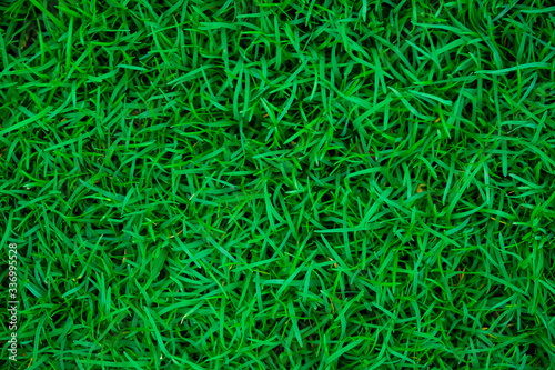 Abstract green nature grass botanic background