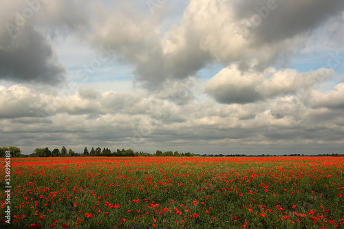 Spring landscape with a field of blooming wild poppies