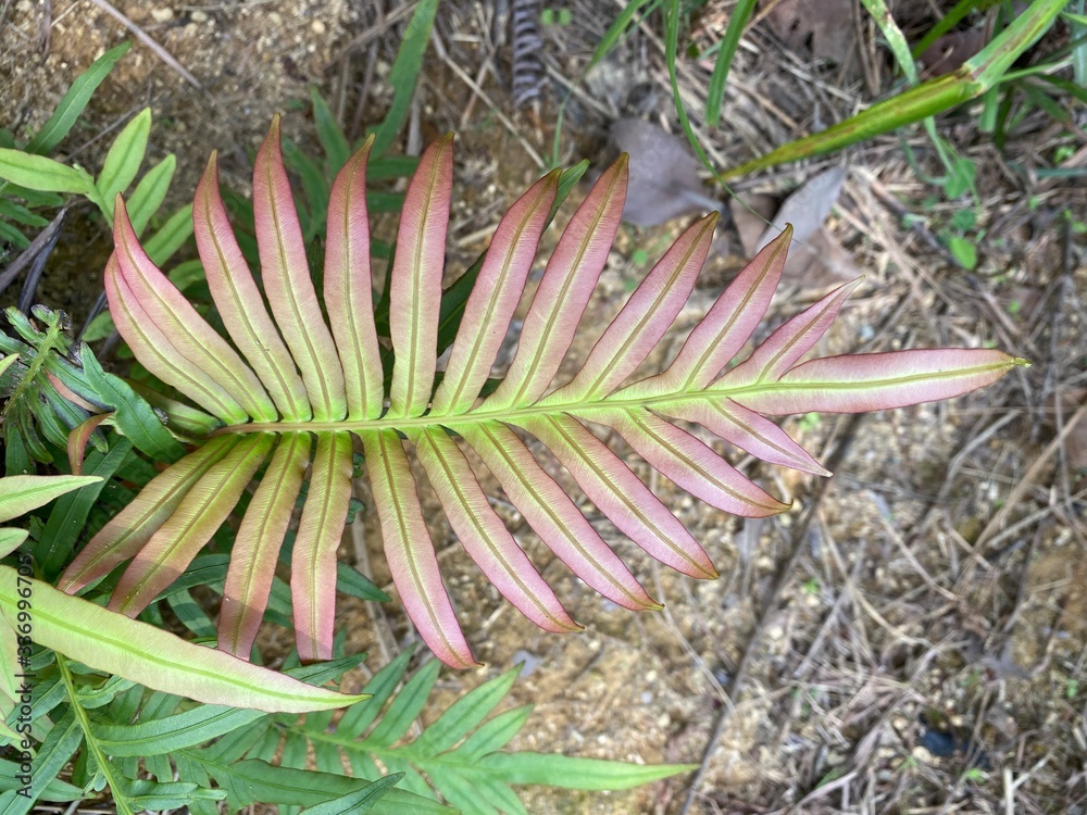 Closeup of a pink/green coloured fern leaf. Closeup of a pink/green coloured fern leaf.