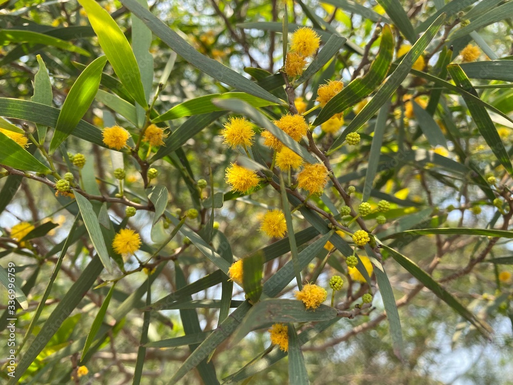 An Orange Wattle plant with yellow fluffy ball shaped flowers. An Orange Wattle plant with yellow fluffy ball shaped flowers.