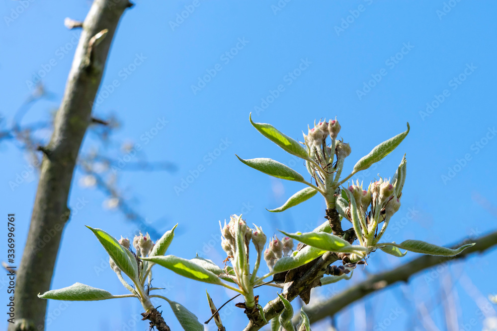 Obraz premium Flowers and leaves on a fruit tree branch against a bright blue sky in a spring orchard. Flowering pear tree close-up.