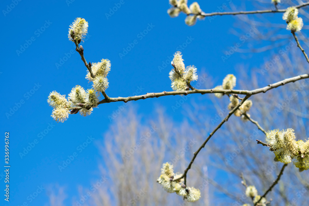 Flowering willow branches close-up against a bright blue sky in sunny spring. Beautiful natural background for Easter and Palm Sunday.