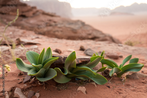 Sea squill leaves (Drimia maritima) in wadi rum desert, Life in the desert, Fresh shoots in the desert