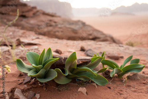 Sea squill leaves (Drimia maritima) in wadi rum desert, Life in the desert, Fresh shoots in the desert photo