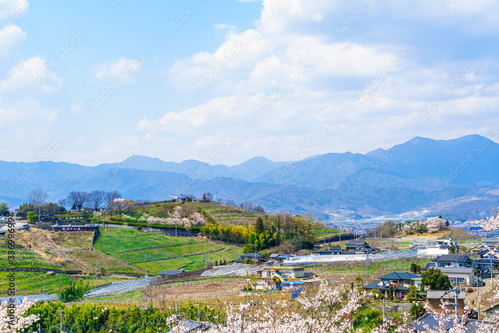 山梨県 勝沼ぶどう郷の甚六桜