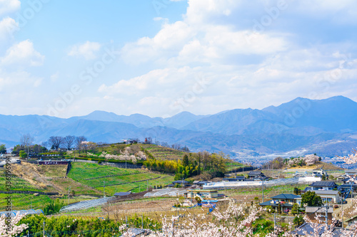 Obraz na płótnie 山梨県 勝沼ぶどう郷の甚六桜 w salonie