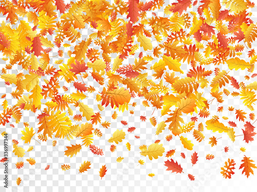 Oak, maple, wild ash rowan leaves vector, autumn foliage on transparent background.