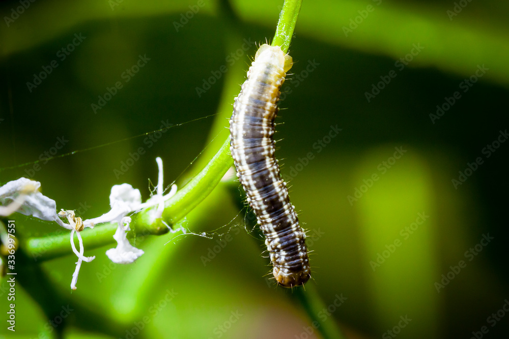 Macro photo d'insectes Macro photo d'insectes