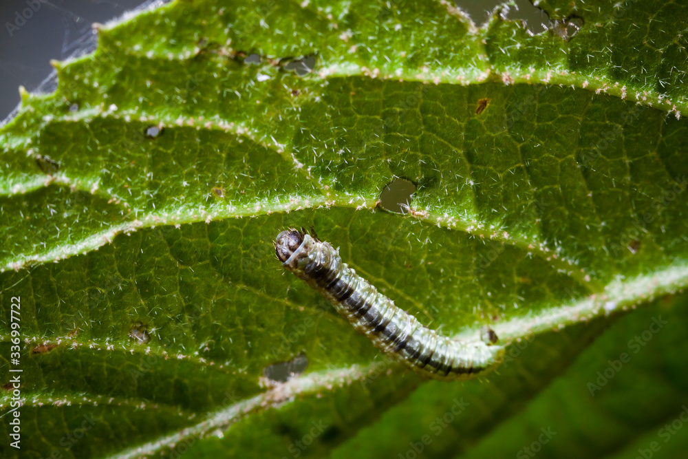Obraz premium Macro photo d'insectes