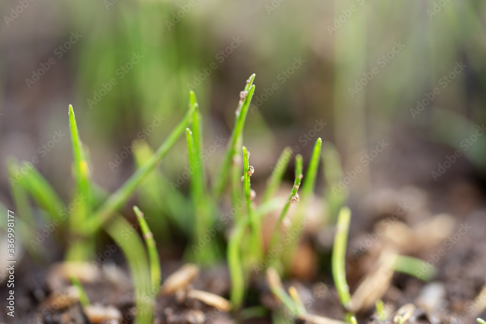 Sprouts of new green grass on brown ground in the garden Sprouts of new green grass on brown ground in the garden