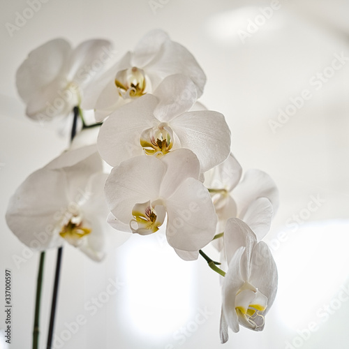Fototapeta Naklejka Na Ścianę i Meble -  white orchid flower