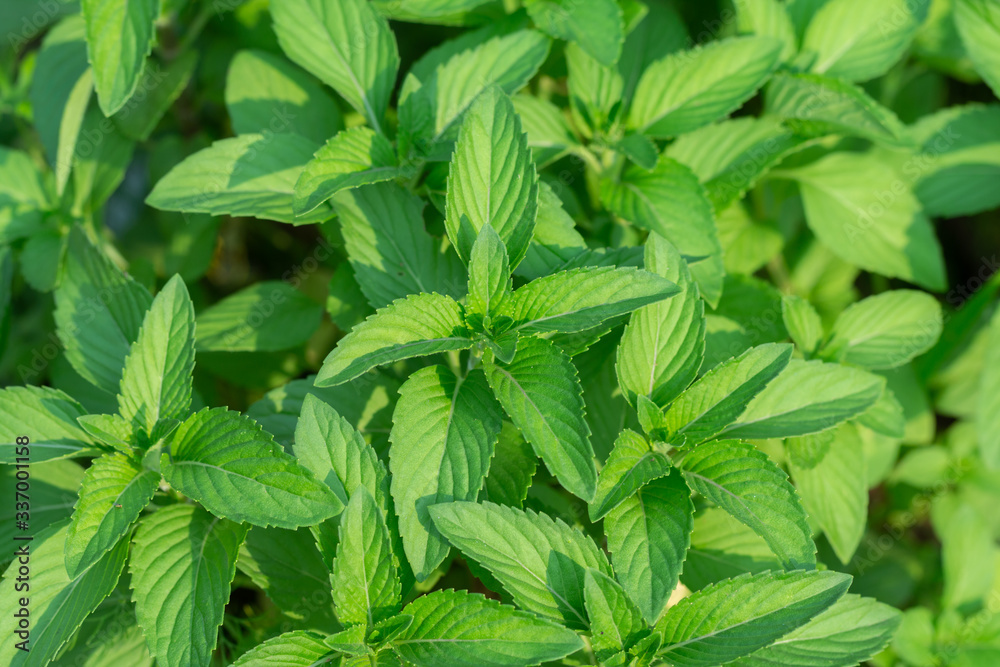 Fresh mint plant vegetable in garden Fresh mint plant vegetable in garden