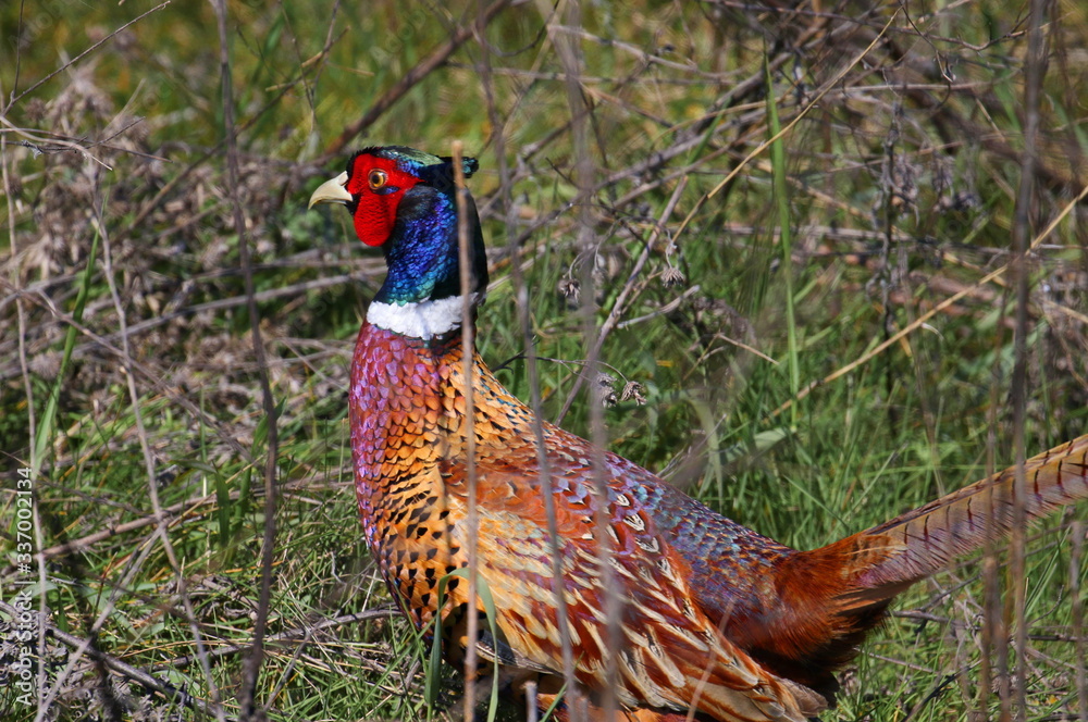 Fototapeta premium Close up Common Pheasant male, Phasianus colchicus