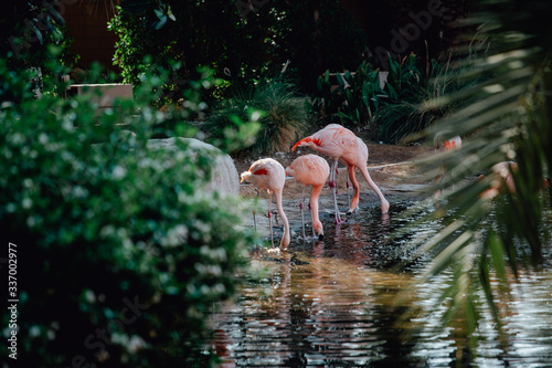 A flock of pink flamingos and reflection in the water. photo