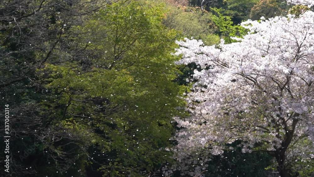 Beautiful cherry blossoms and fresh green video Beautiful cherry blossoms and fresh green video