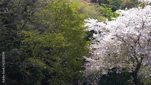  Beautiful cherry blossoms and fresh green video