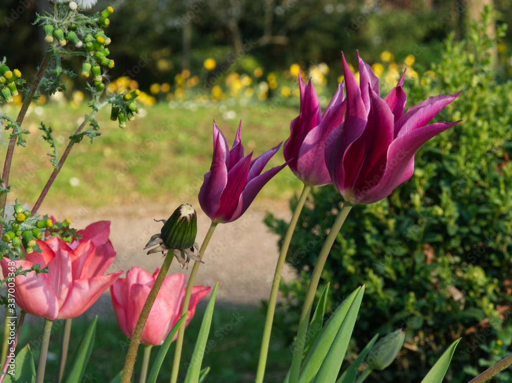 Obraz premium Purple tulips with soft sun light during spring in Metz