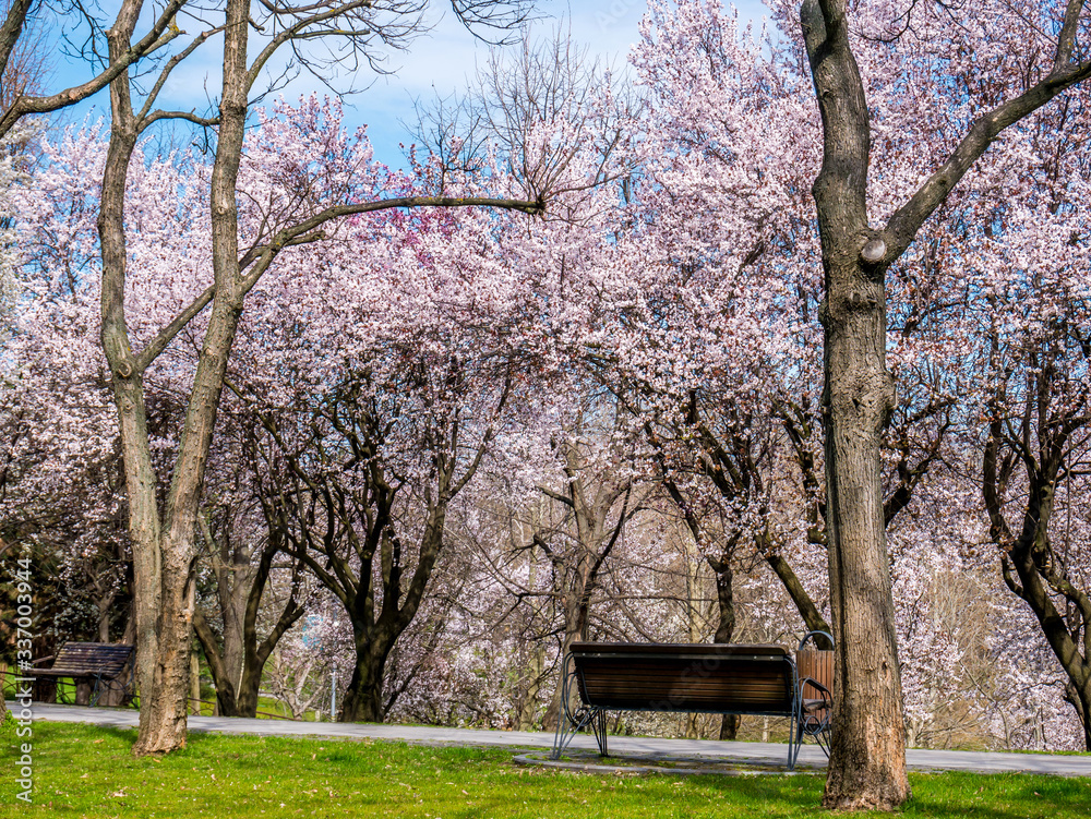 Bench between trees in a park. Single bench surrounded by cherry blossom trees. Beautiful spring day. Bench between trees in a park. Single bench surrounded by cherry blossom trees. Beautiful spring day.
