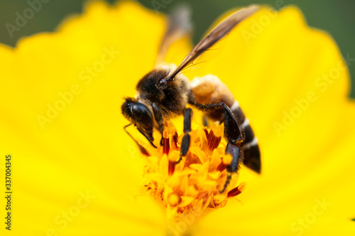 Close up big bee with yellow flower pollen  bug keep syrup from flower.