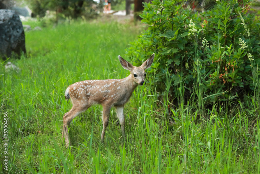 A white-tailed deer doe family in an open green grass meadow in summer, Yosemite National Park, California USA. A white-tailed deer doe family in an open green grass meadow in summer, Yosemite National Park, California USA.