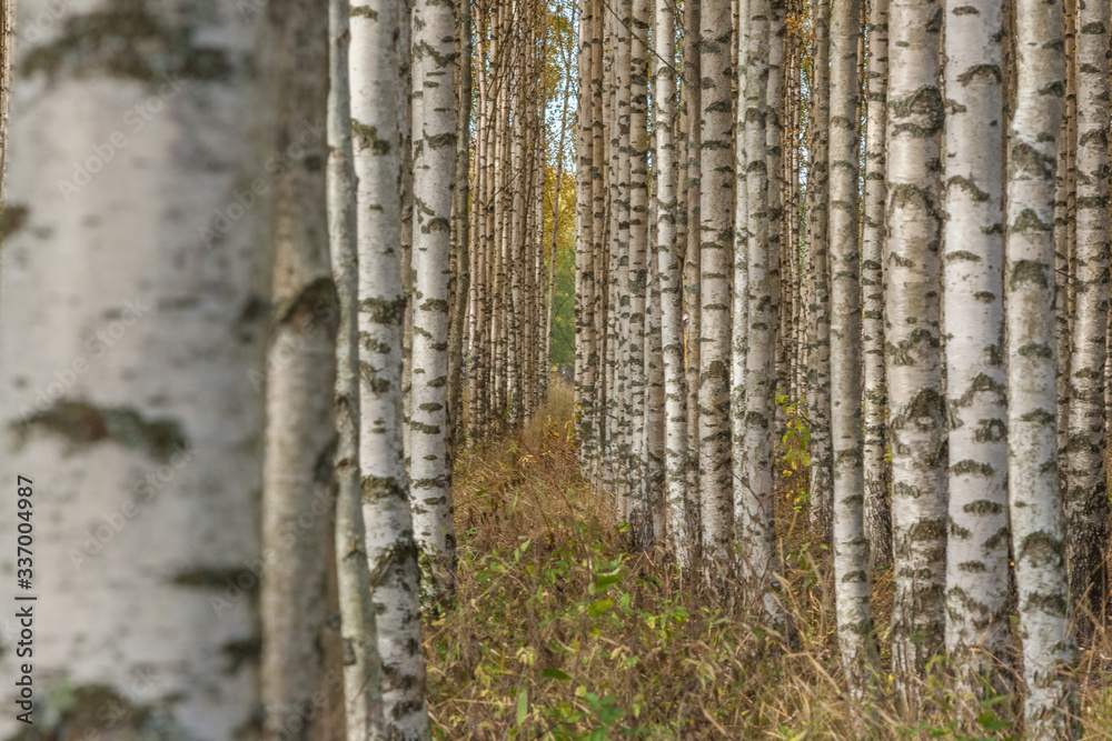 Birch trees with fresh green leaves in autumn. Sweden, selective focus Birch trees with fresh green leaves in autumn. Sweden, selective focus