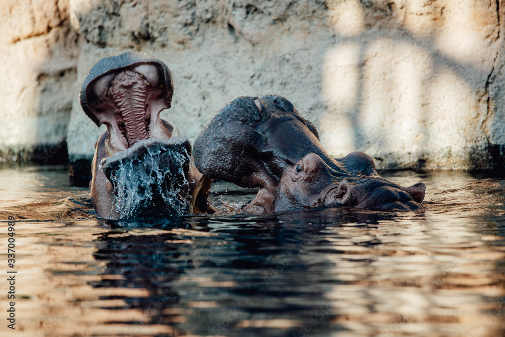 Fototapeta premium Two hippo's play fighting in the water