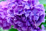 紫アジサイ