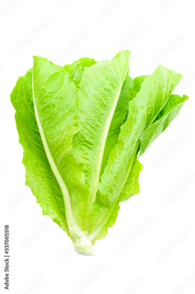 Clipping path, fresh organic baby cos lettuce vegetable isolate on white background. Healty ingredient organic food. Clipping path, fresh organic baby cos lettuce vegetable isolate on white background. Healty ingredient organic food.