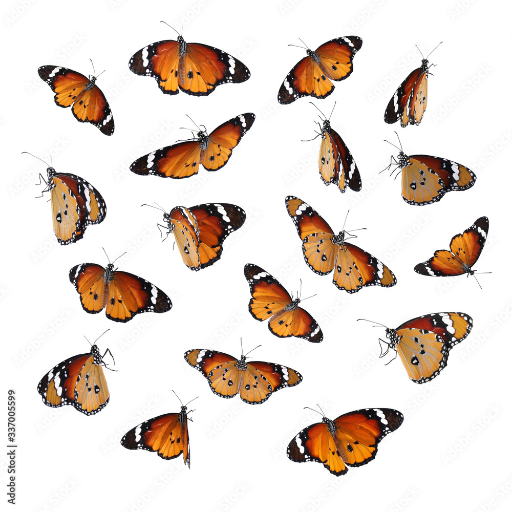 Set of many flying painted lady butterflies on white background Set of many flying painted lady butterflies on white background