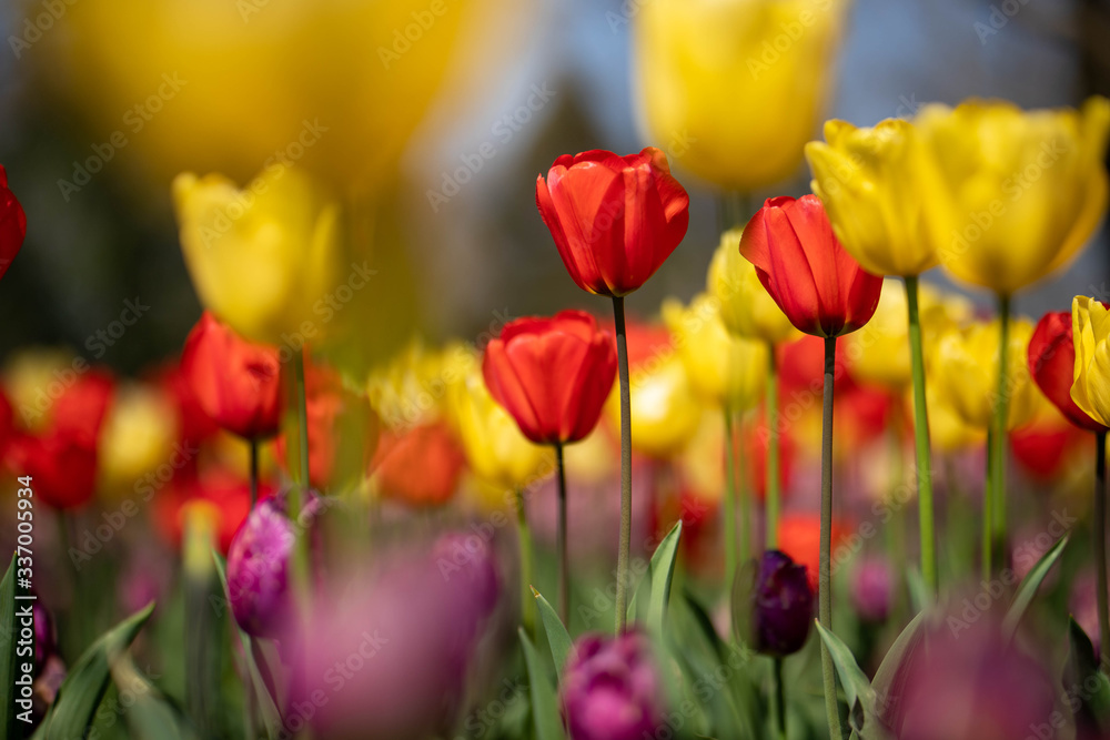 Obraz premium （埼玉県 国営武蔵丘陵森林公園）チューリップ