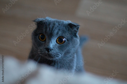 Scottish fold cat playing with mice beautiful