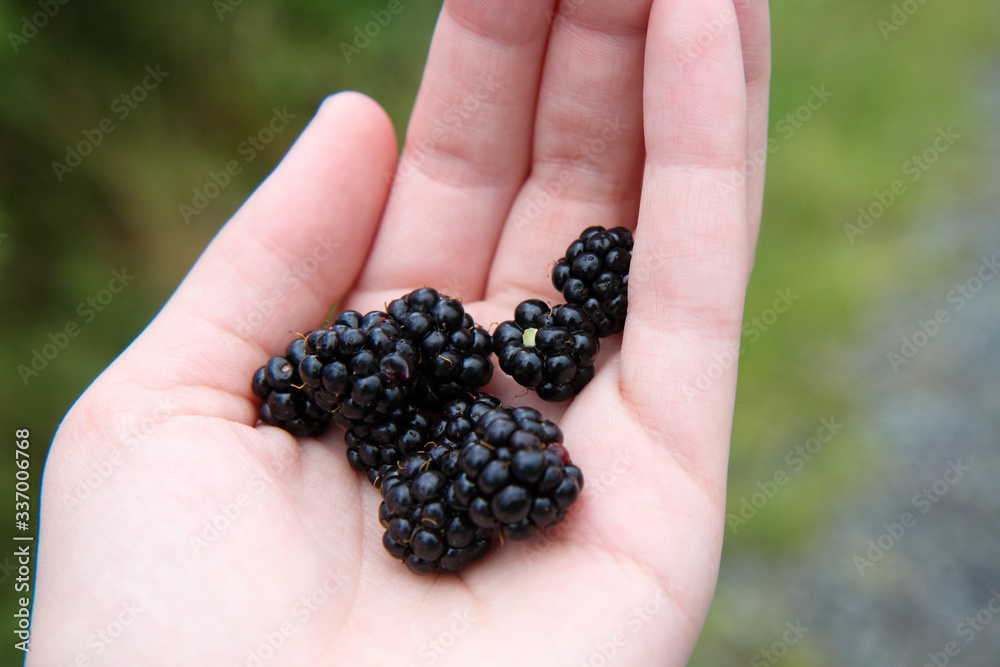 Female hand holding wild blackberries with green grass in background. Female hand holding wild blackberries with green grass in background.