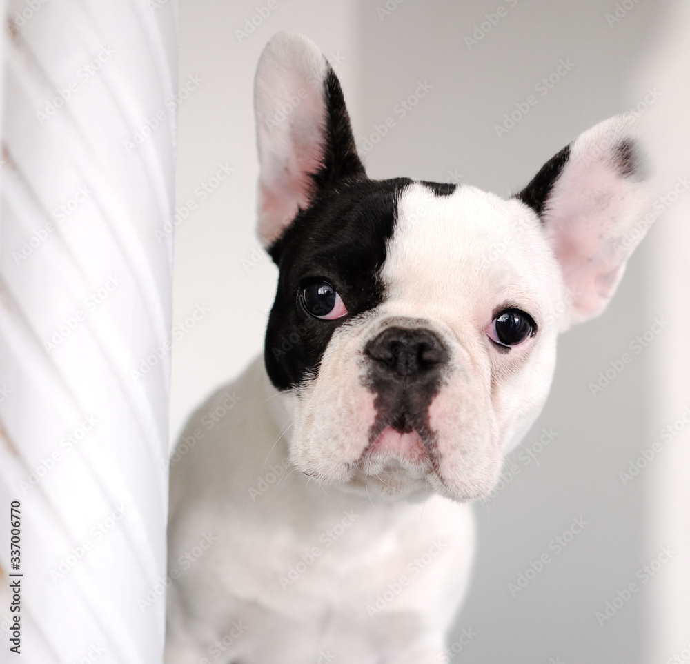 Adorable white and black french bulldog face on white background.