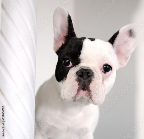 Adorable white and black french bulldog face on white background. © Olga