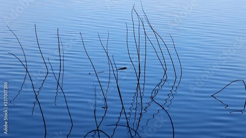 bare stems of plants in blue water of a lake background photo