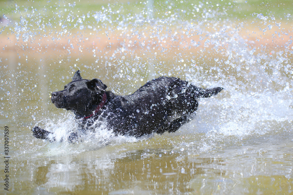 Fototapeta premium Junger schwarzer Labrador springt in einen See