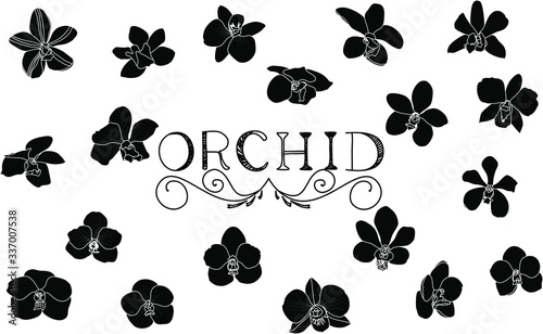 Hand drawing of silhouette orchid flowers set isolated on white background with text at the center position.