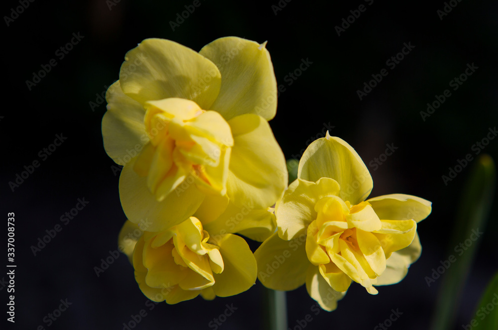 yellow flowering of the garden