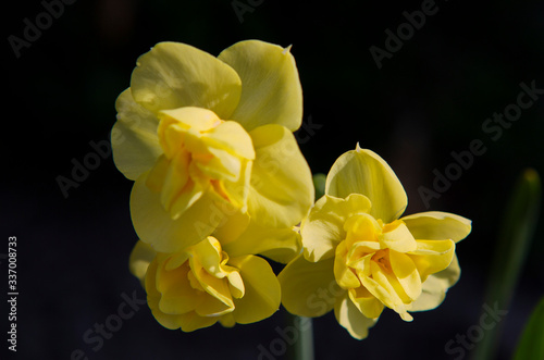 yellow flowering of the garden