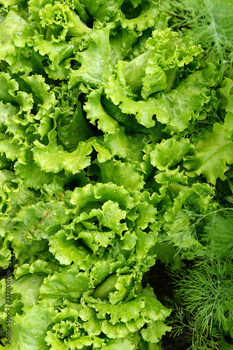 Leaf lettuce in the garden. Edible greens.