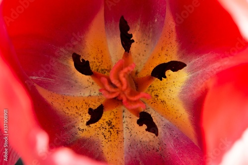 inside a beautiful garden flower