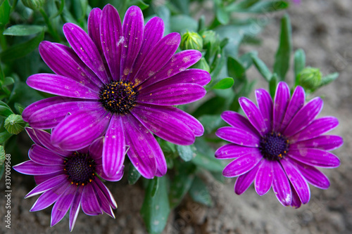 cute lilac flowers in a garden in spring