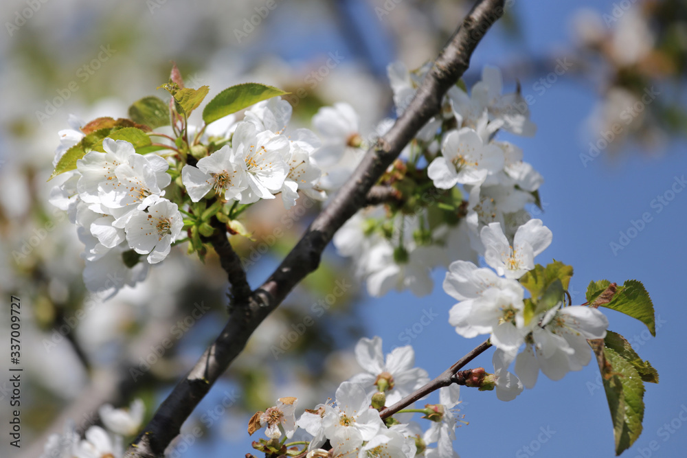 branche de pommier en fleurs branche de pommier en fleurs