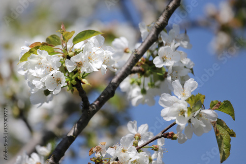 branche de pommier en fleurs
