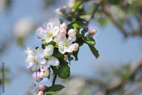 Bouquet de fleurs de pommier sur l'arbre sur fond ciel