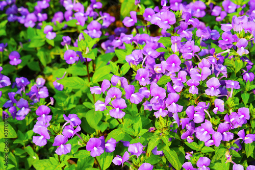 Blue Hawaii is Biennial plants that can be released throughout the year photo