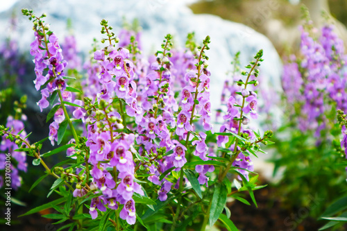 Forget me Not  Angelonia is Biennial plants that can be released throughout the year