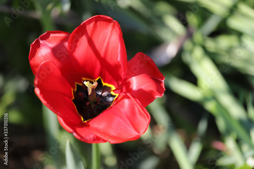 Tulipe rouge en gros plan